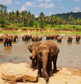 Lanka Trust Tours